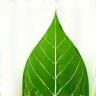 Logo feuille verte symbolisant l’écologie